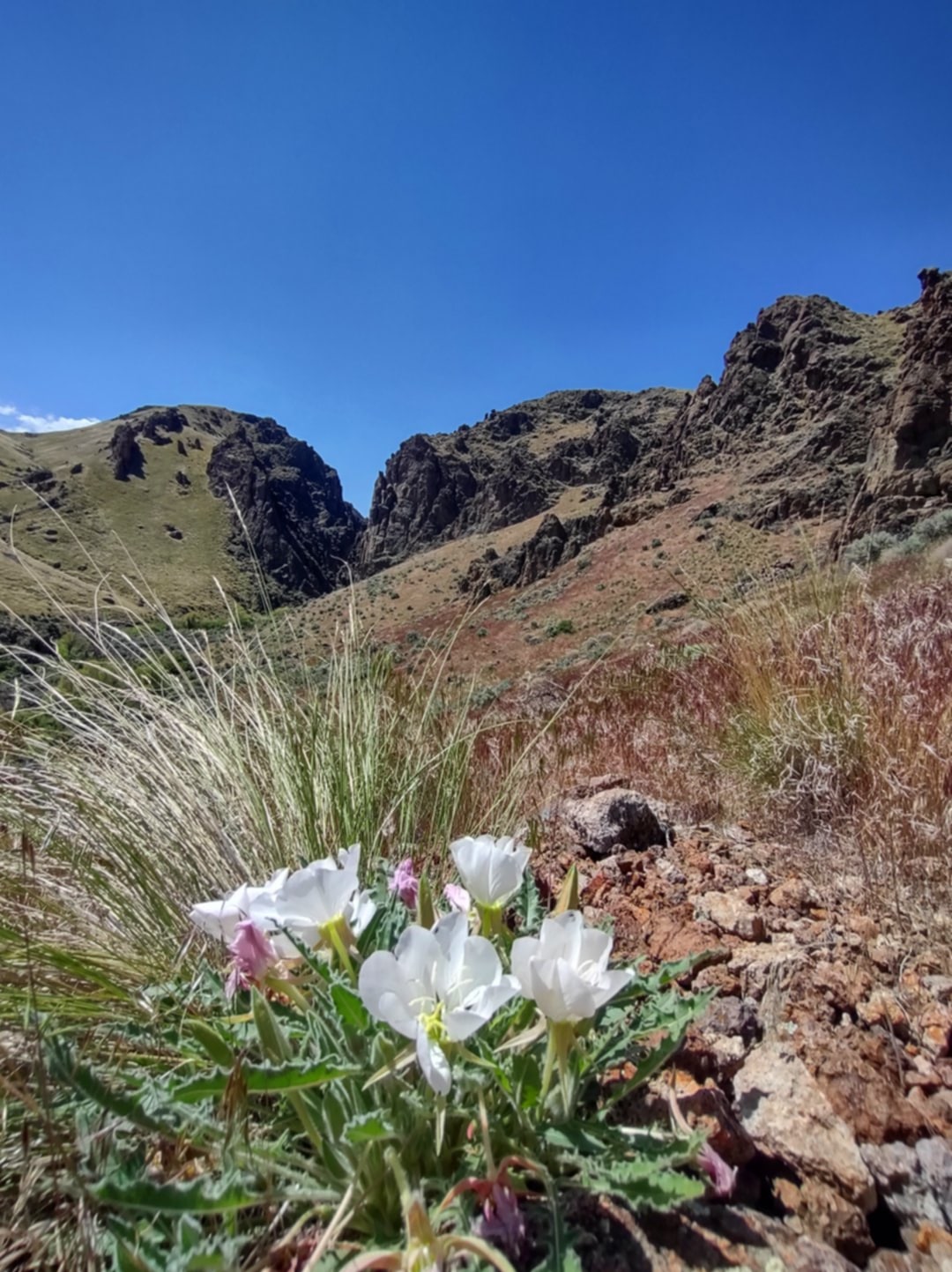 Owyhee Wilderness Soundbathing