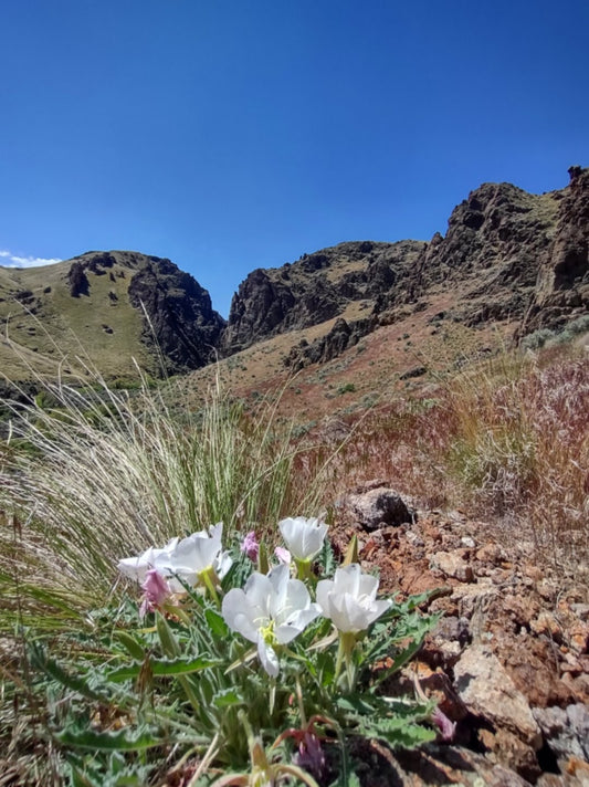 Owyhee Wilderness Soundbathing