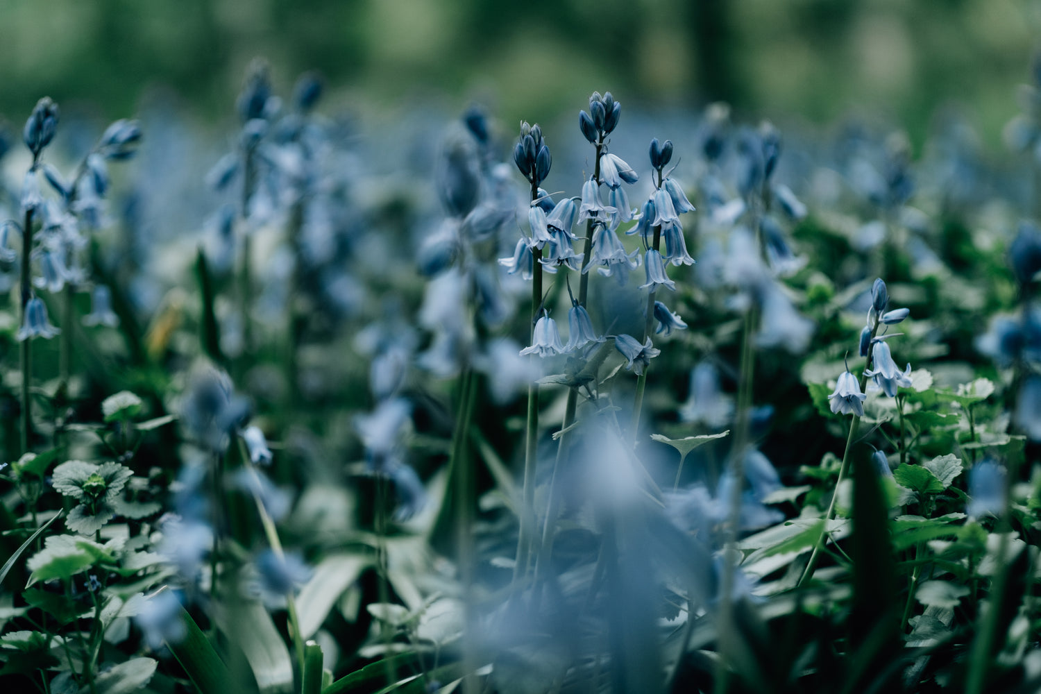 Lilac — ohmygaia